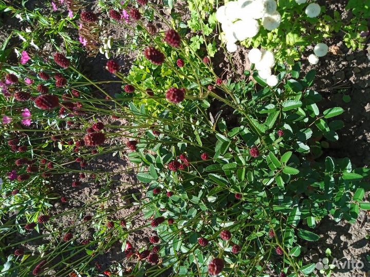 Мои излишки