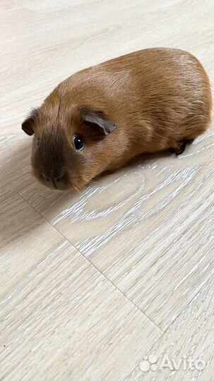 Морская свинка Калифорния