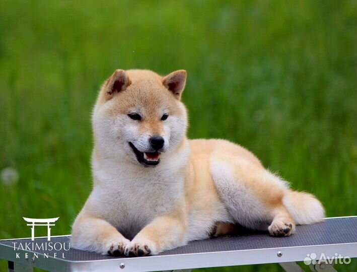 Красивый улыбчивый мальчик сиба ину