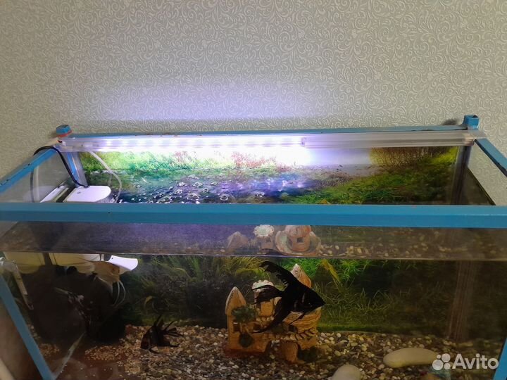 Аквариум с рыбками