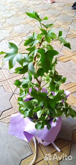 Фатсхедера кудрявая