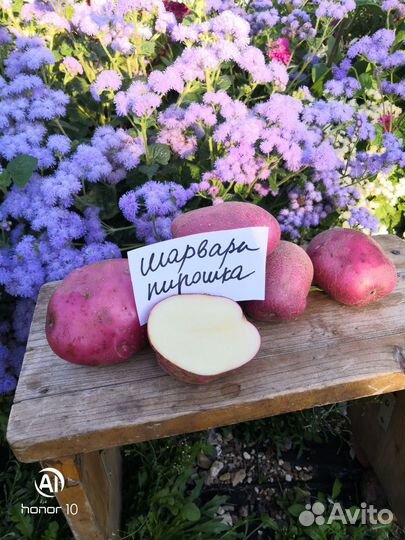 Семенной картофель