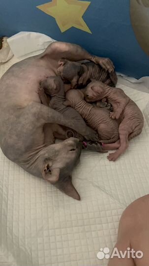 Канадский Сфинкс котенок