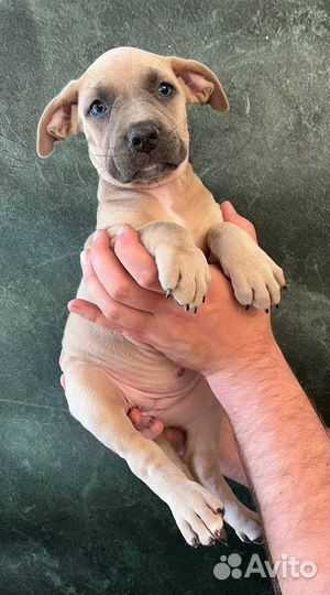 Щенки прайтер девочки