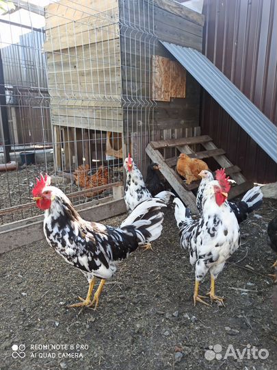 Породные куры и петухи