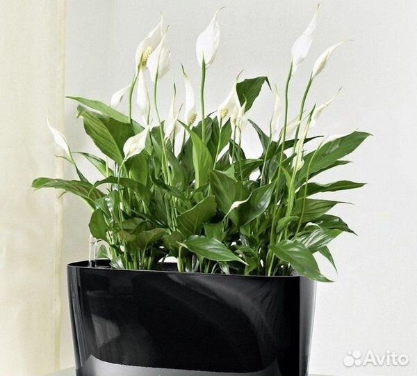 Комнатные растения Цветущие