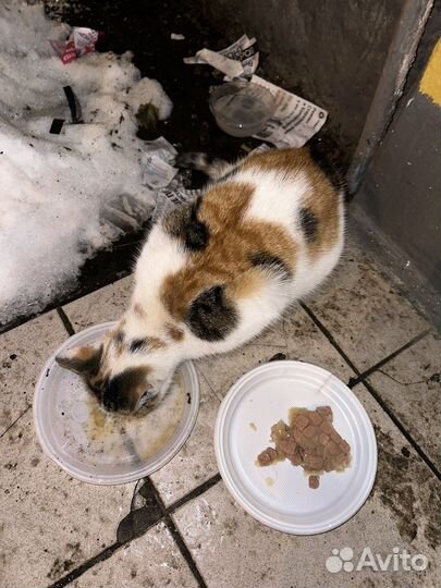 Кошки в добрые руки бесплатно