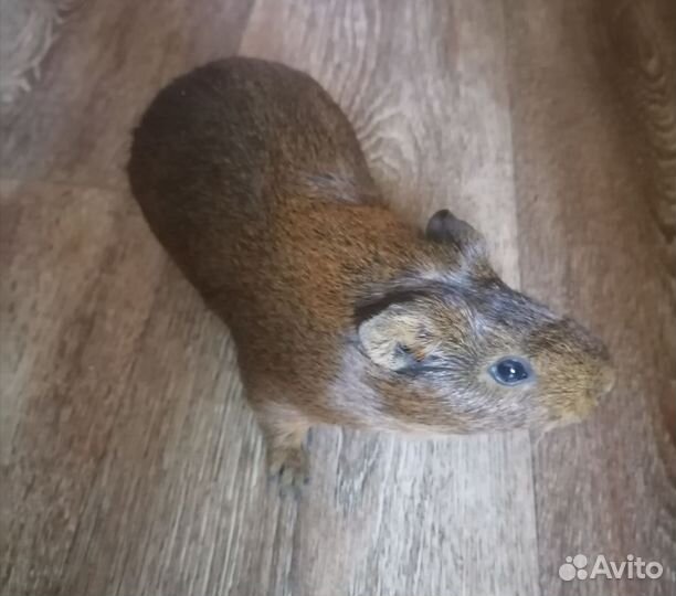 Морская свинка