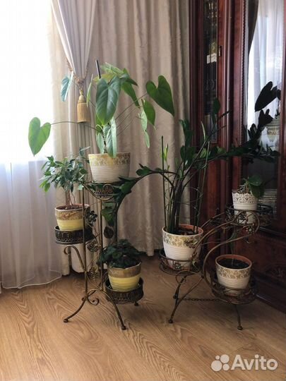 Кованные подставки,растения,горшки