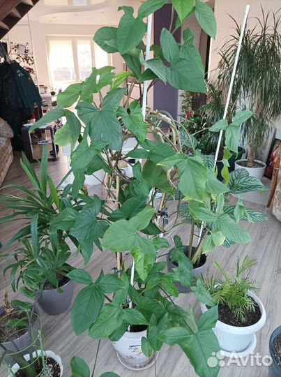 Сингониум ножколистный