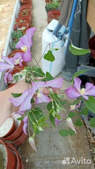 Клематис Арабелла