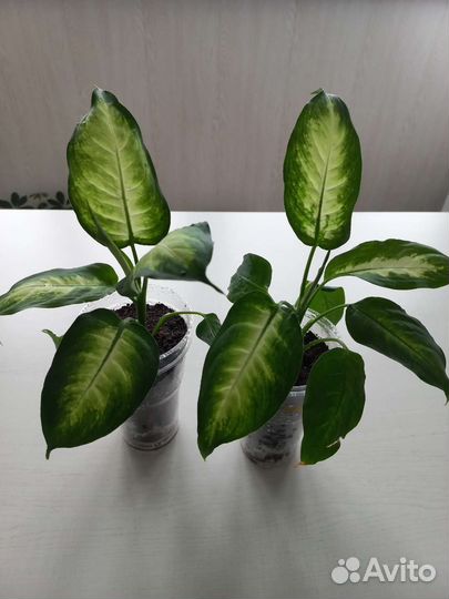 Комнатные цветы