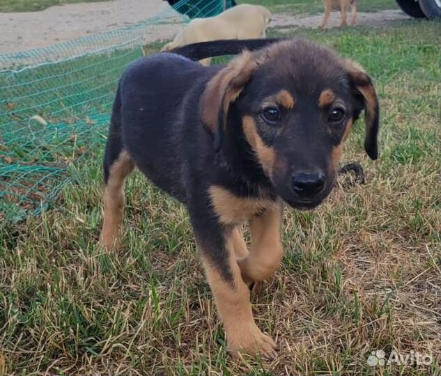 Пушистики ищут дом