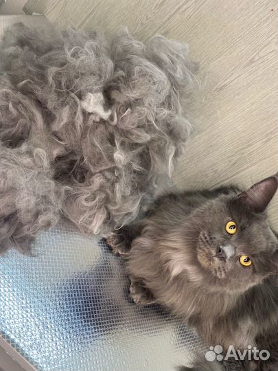 Стрижка собак и кошек Грумер