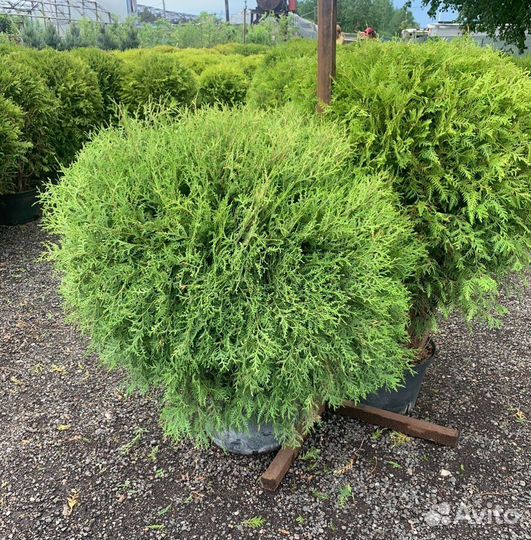 Туя шаровидная 30-40 см