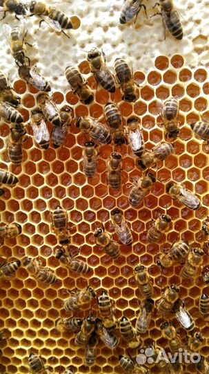 Мед оптом. В розницу