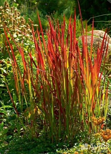 Смолка и многолетние цветы