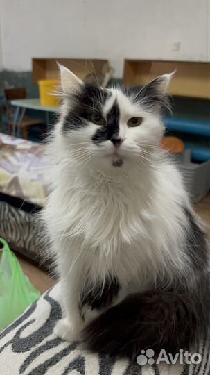 Кошка в дар бесплатно