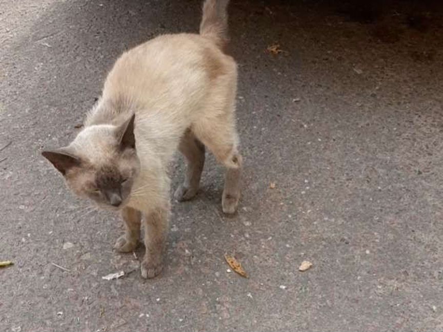 Котик ищет дом, после клиники некуда идти