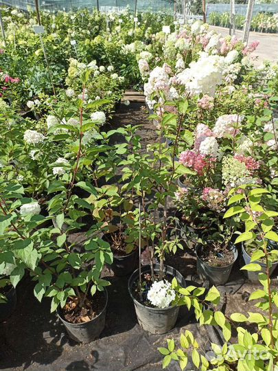 Гортензия зкс в горшках 5-7л