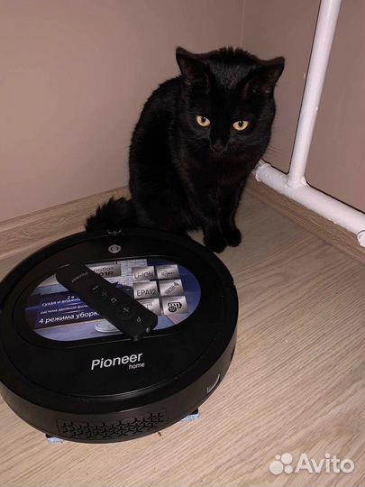 Кот Барон-ищет невесту