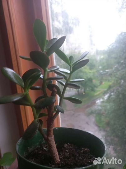 Толстянка (денежное дерево )