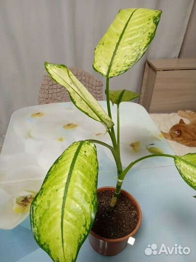 Диффенбахия Рудольф роерс