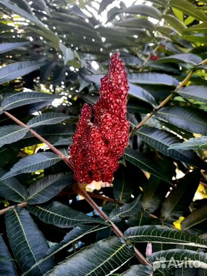 Росток уксусного дерева (сумах)