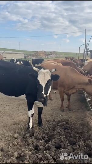 Коровы и телки