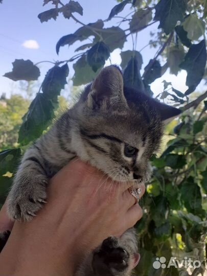 Кошки в добрые руки