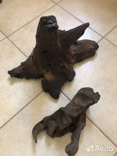 Коряги «мангра«