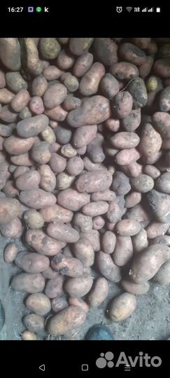 Продам картофель