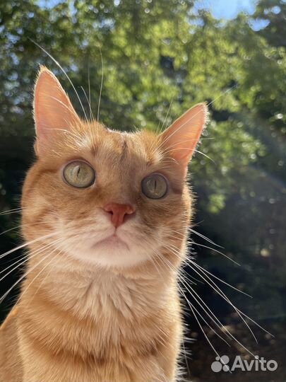 Отдам кота в добрые руки