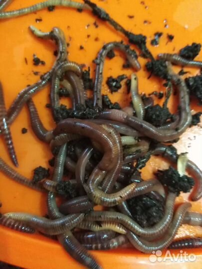 Черви для рыбалки