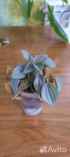 Пеперомия серебристая