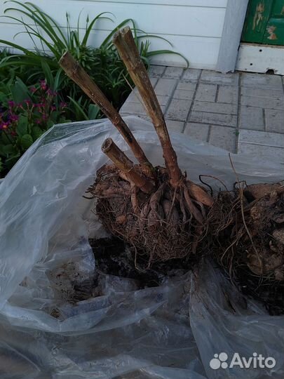 Клубни георгнина