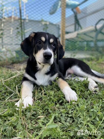 Щенки метисы лабродора и алабая