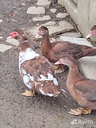 Мускусные утки индоутки