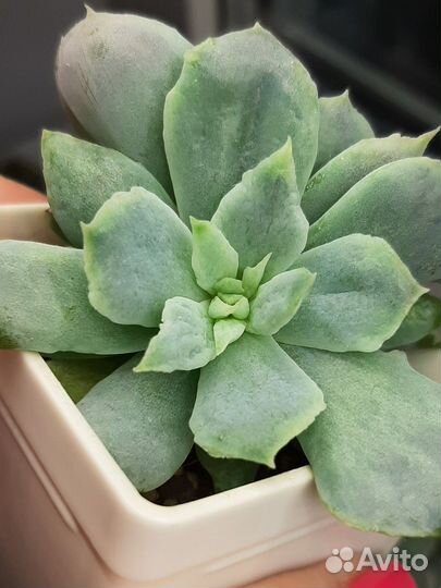 Суккуленты эхеверия вампир