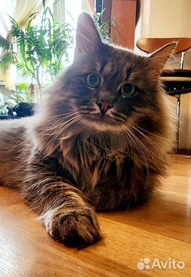 Кот сибиряк