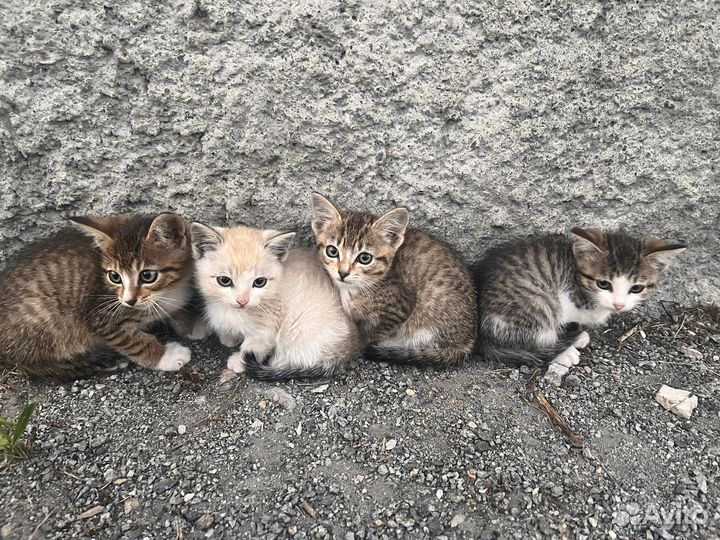 Котята в добрые руки бесплатно