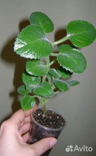 Альтернантера,плектрантусы (5 с ),оксалисы(2 с)