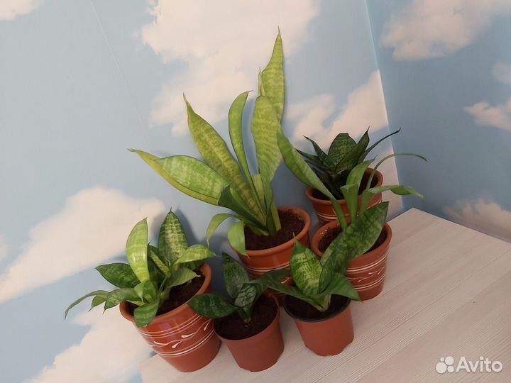 Сансевиерия