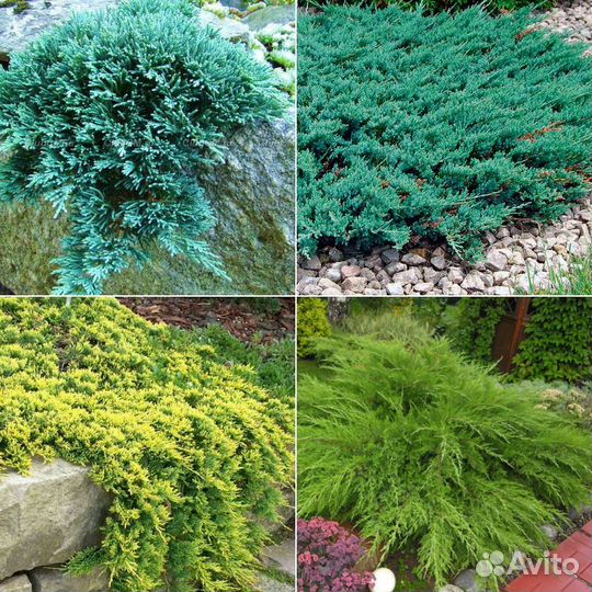 Можжевельники на любой вкус и цвет