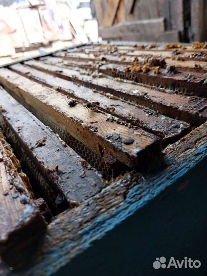 Пчелы улья пасека