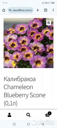 Калибрахоа