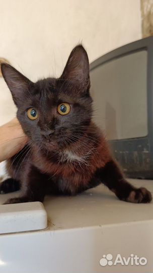 Котик Сампо