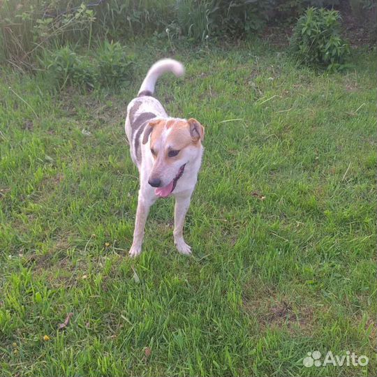 Пират в добрые руки