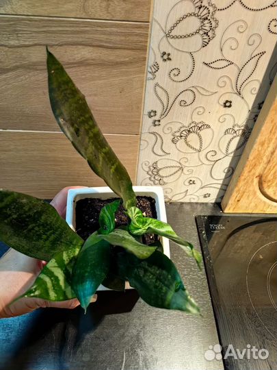 Сансевиерия зейланика