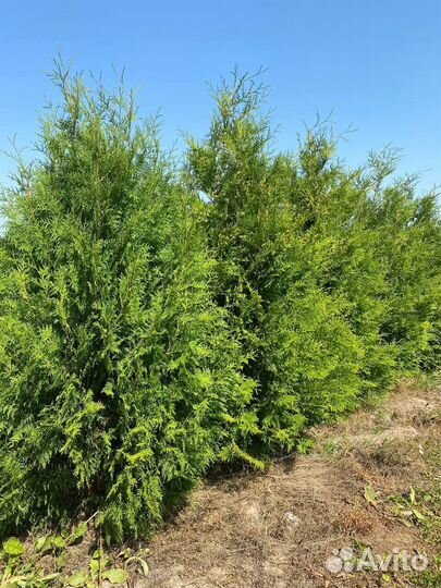 Туя Брабант 180-200см